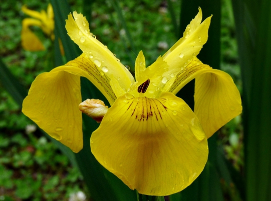 {Iris pseudacorus}